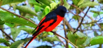 Bird Watching in Nepal